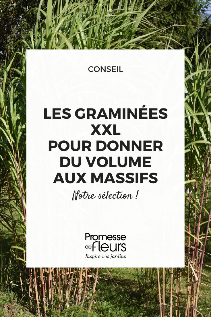 Gramíneas XXL: as variedades indispensáveis para dar volume aos canteiros