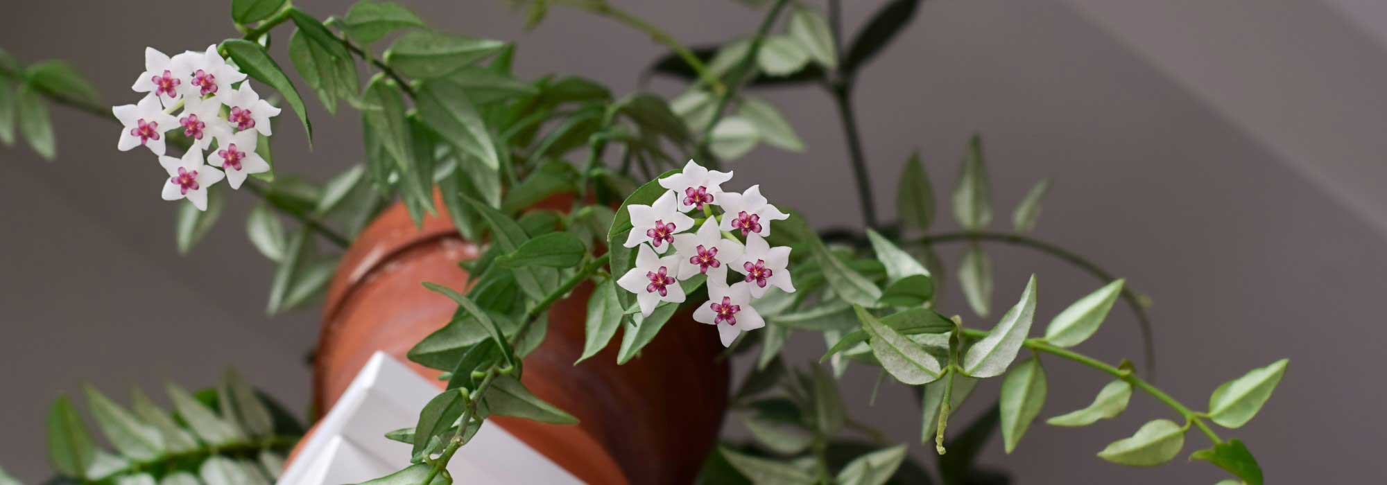 Flor-de-cera: cultivo e cuidados