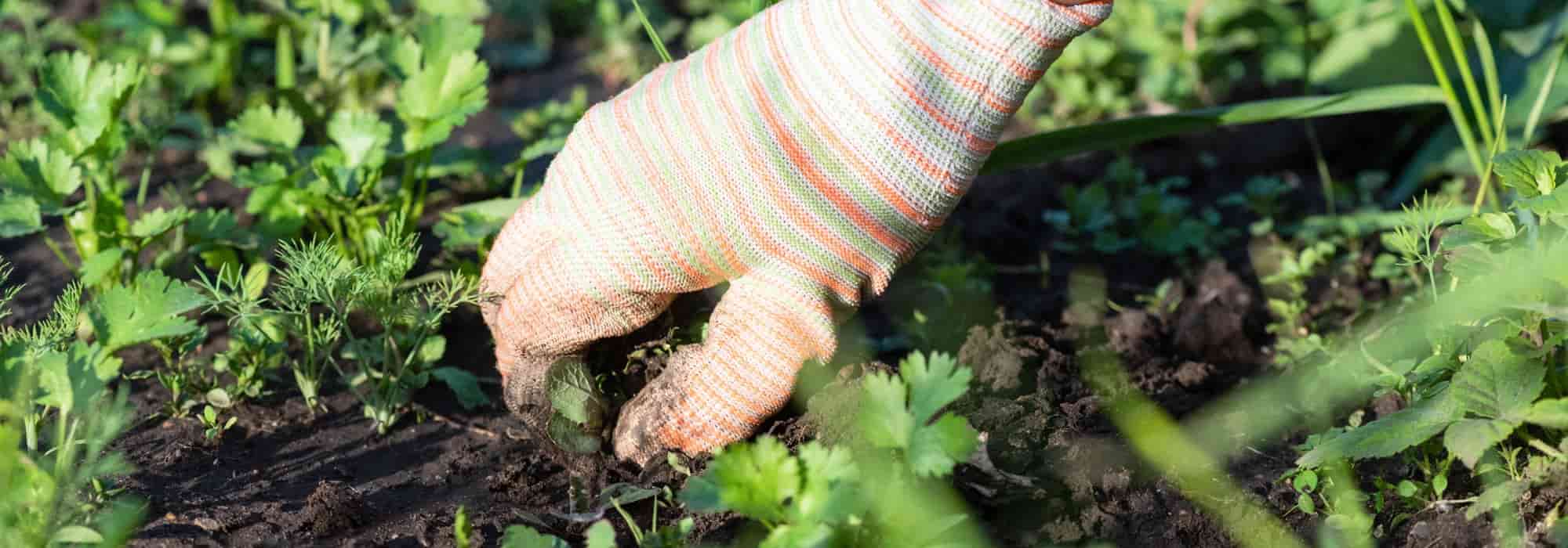 Jardinagem para iniciantes: como arrancar as ervas daninhas facilmente e sem produtos químicos?