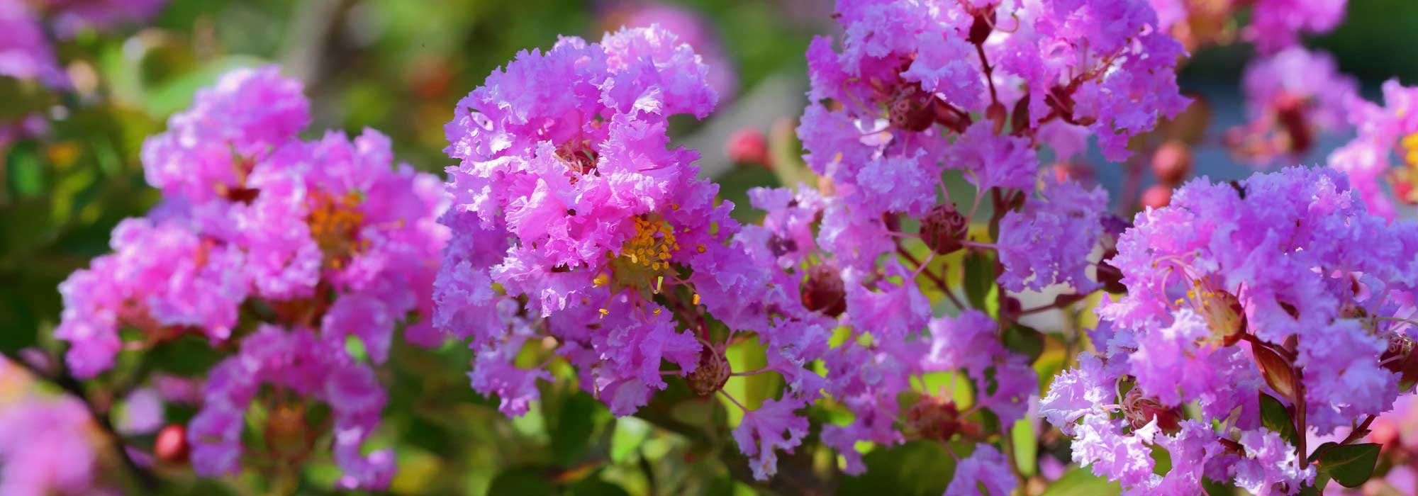 Cultivar a extremosa (Lagerstroemia) em vaso com sucesso