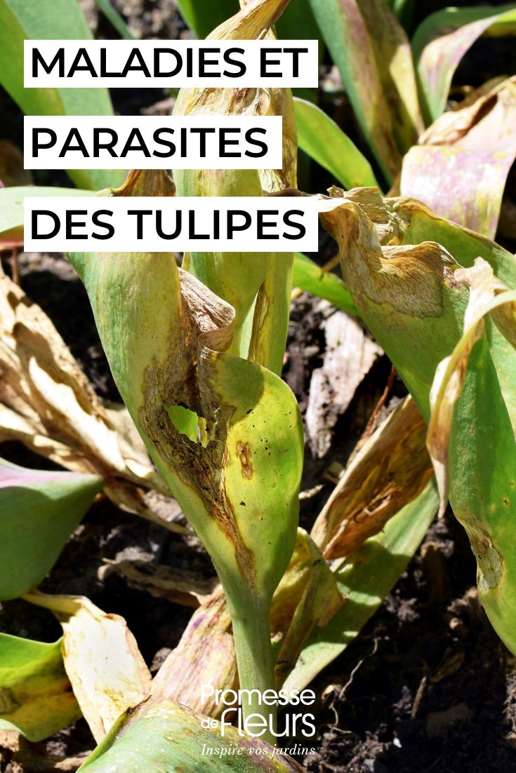 tulipa doente