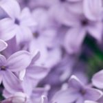 O que plantar num solo argilo-calcário? Conselhos e plantas adequadas