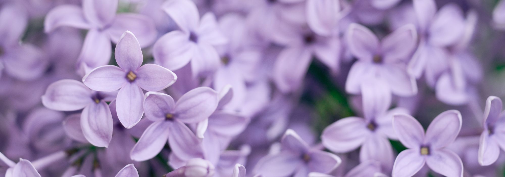 O que plantar num solo argilo-calcário? Conselhos e plantas adequadas