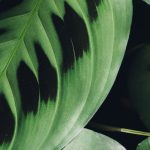 Maranta - Planta-da-oração: cultivo e cuidados
