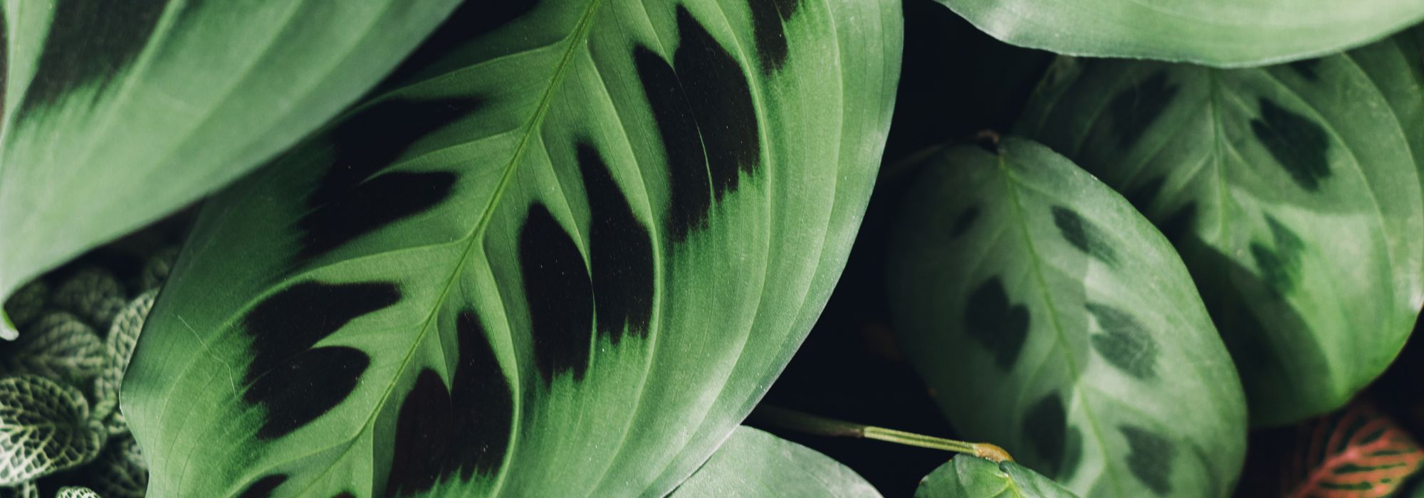 Maranta - Planta-da-oração: cultivo e cuidados