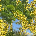 Porque é que a minha acácia não floresce? 6 causas frequentes e respetivas soluções