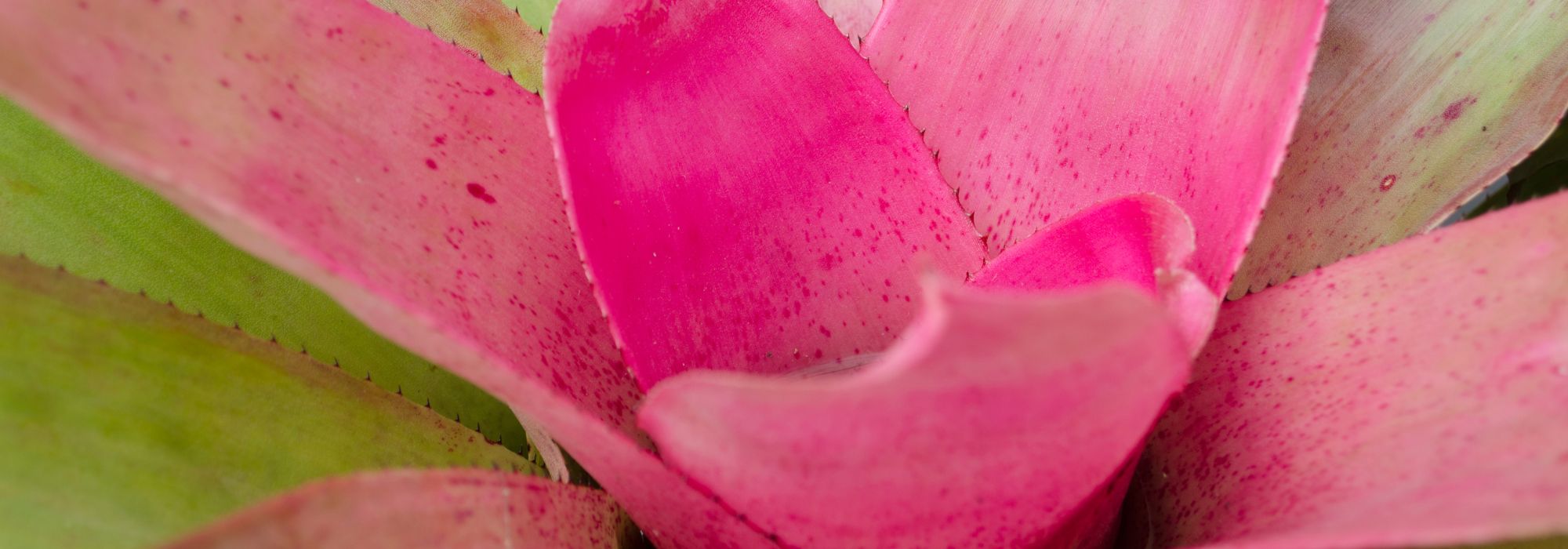 Neoregélia: como cultivar e cuidar da neoregélia