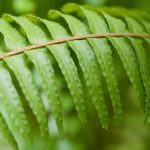 Feto-de-Boston (Nephrolepis): cultivo, cuidados