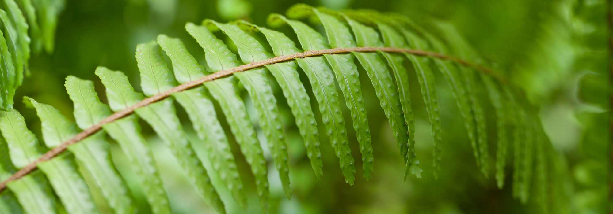 Feto-de-Boston (Nephrolepis): cultivo, cuidados