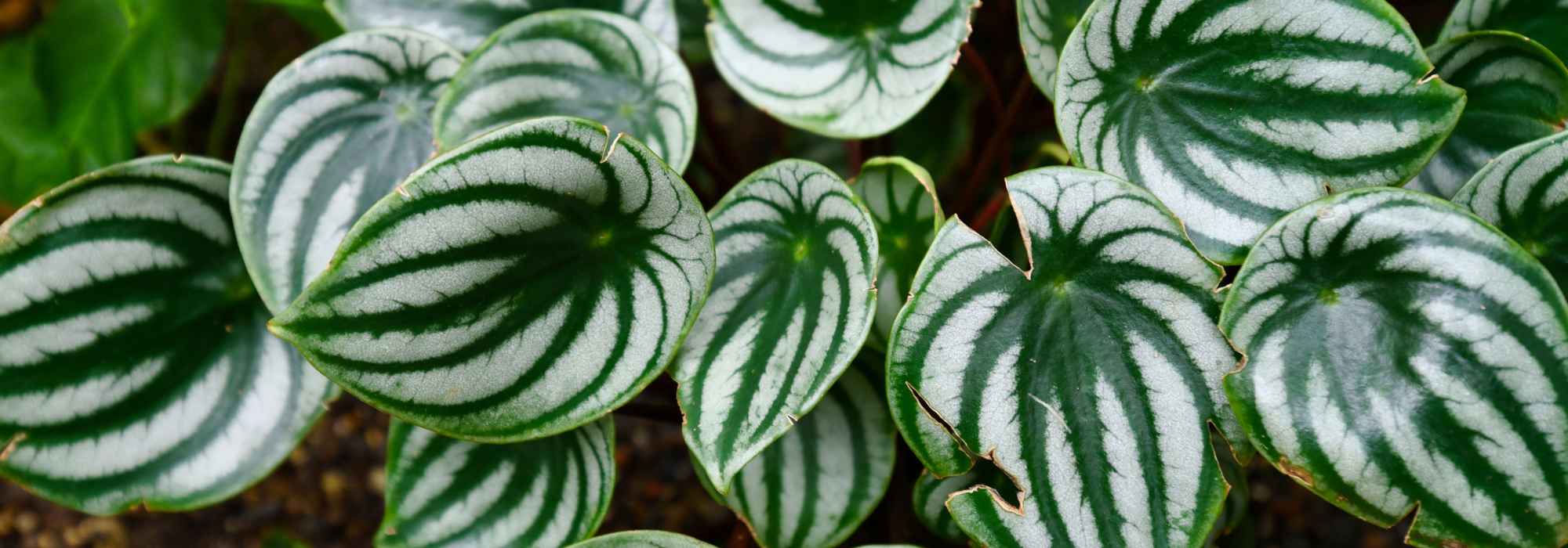 Peperomia: cultivo, cuidados e escolha das variedades