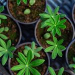 Como e quando semear o tremoço-de-jardim?