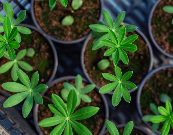 Como e quando semear o tremoço-de-jardim?