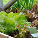 Horta para iniciantes: 7 legumes muito fáceis de cultivar