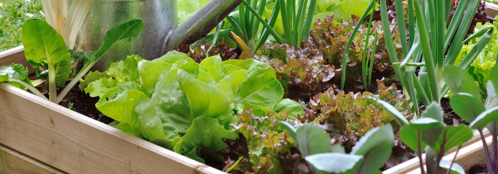 Horta para iniciantes: 7 legumes muito fáceis de cultivar