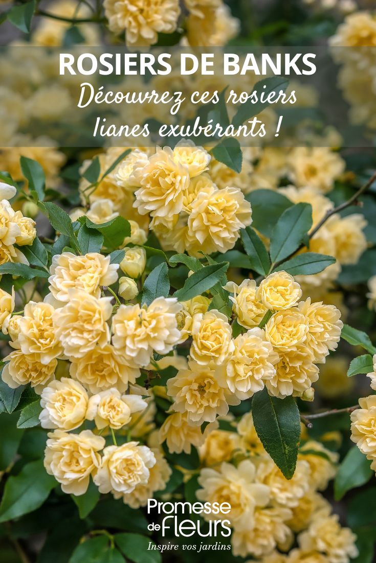 Roseira-de-Banks-Lutea-Rosa-banksiae-