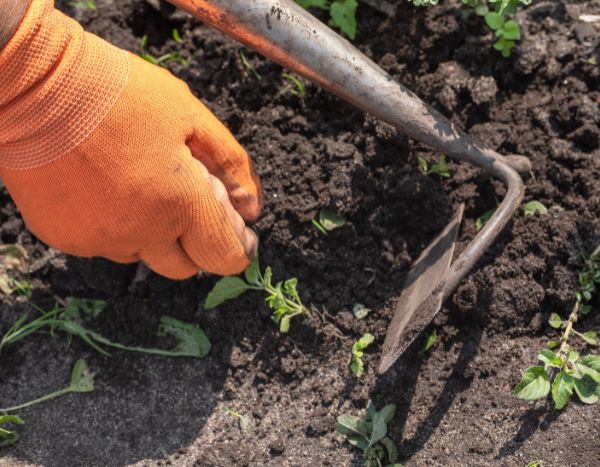 Jardinagem para principiantes: o que é a sacha? Como fazê-la?