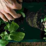 As plantas aromáticas perenes: perfumes e sabores durante muito tempo