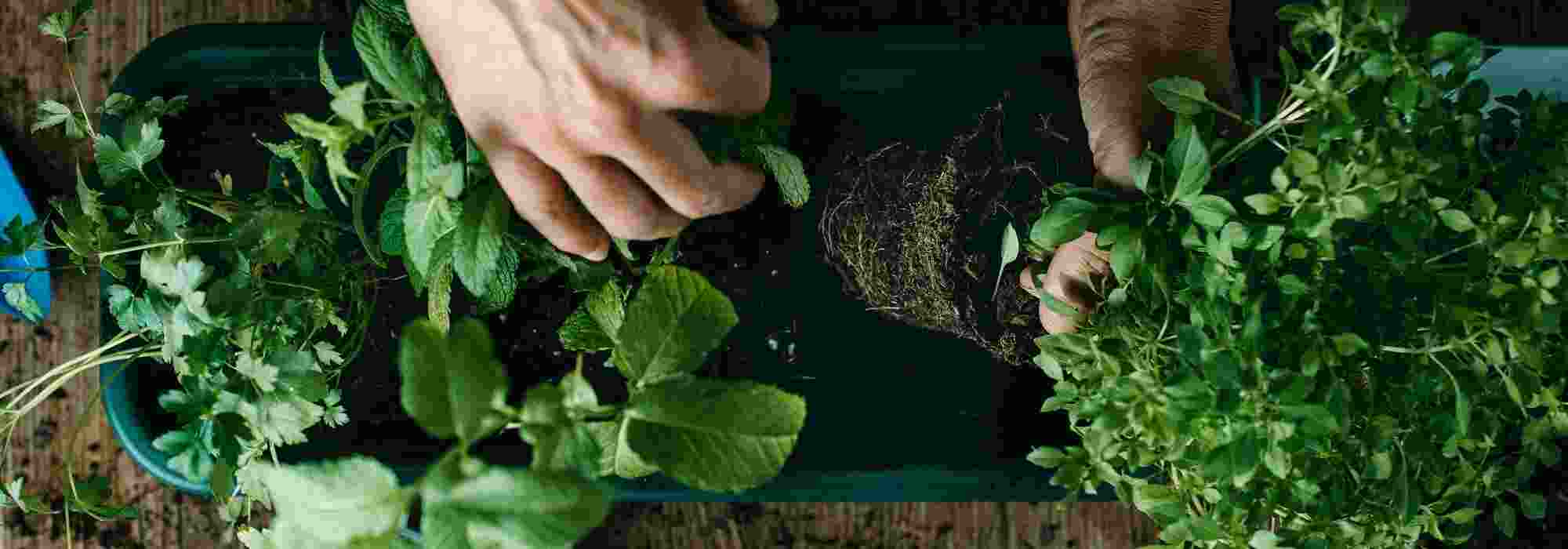 As plantas aromáticas perenes: perfumes e sabores durante muito tempo