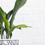 Aspidistra no interior: os cuidados ao longo das estações