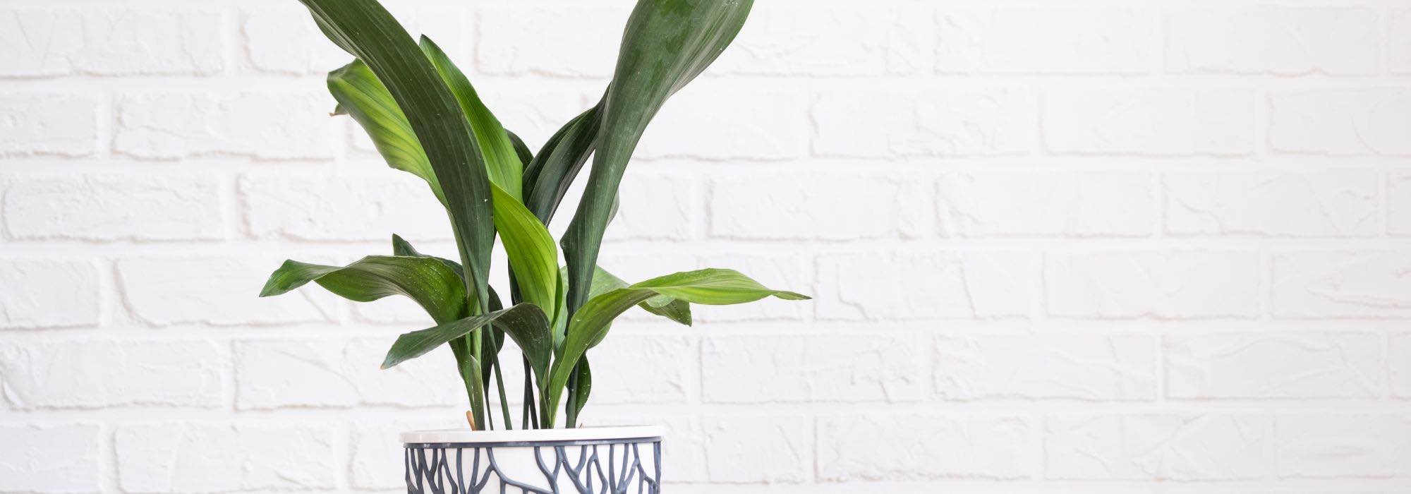 Aspidistra no interior: os cuidados ao longo das estações