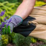 Não tenho jeito para as plantas: porquê?