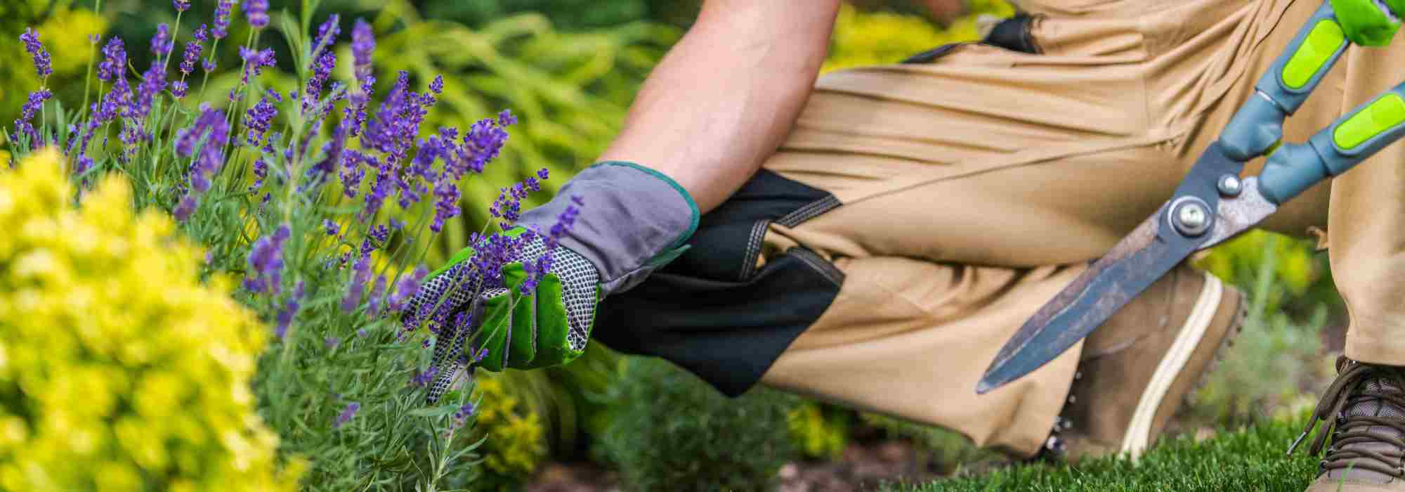 Não tenho jeito para as plantas: porquê?