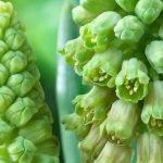 7 bolbos de flores verdes para uma primavera insólita e elegante