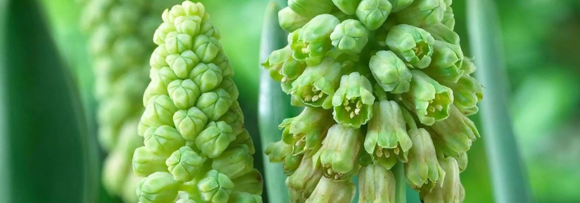 7 bolbos de flores verdes para uma primavera insólita e elegante