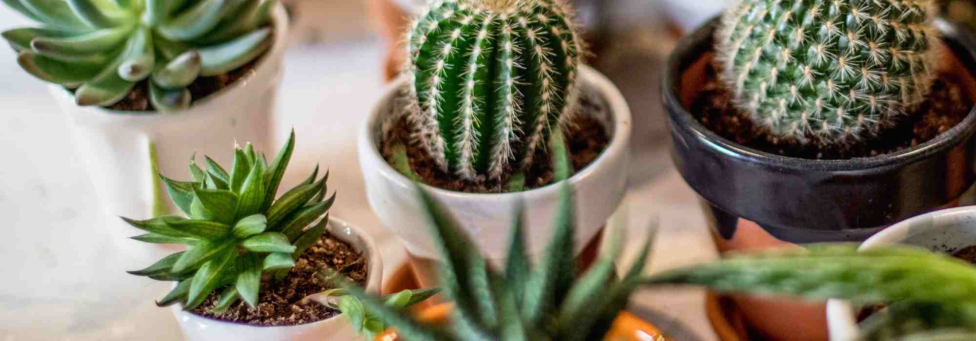 Cultivo de cactos em interior: luz, substrato, rega… tudo o que precisa de saber!