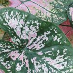 Doenças e pragas do Caladium em interiores: identifique-as e proteja a sua planta