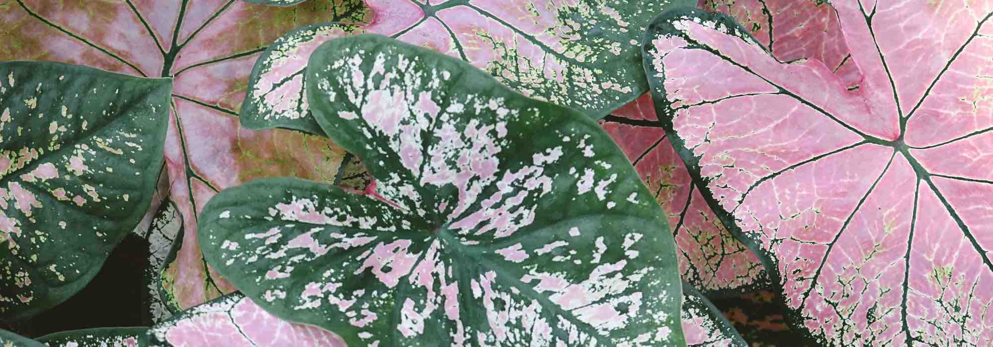 Doenças e pragas do Caladium em interiores: identifique-as e proteja a sua planta