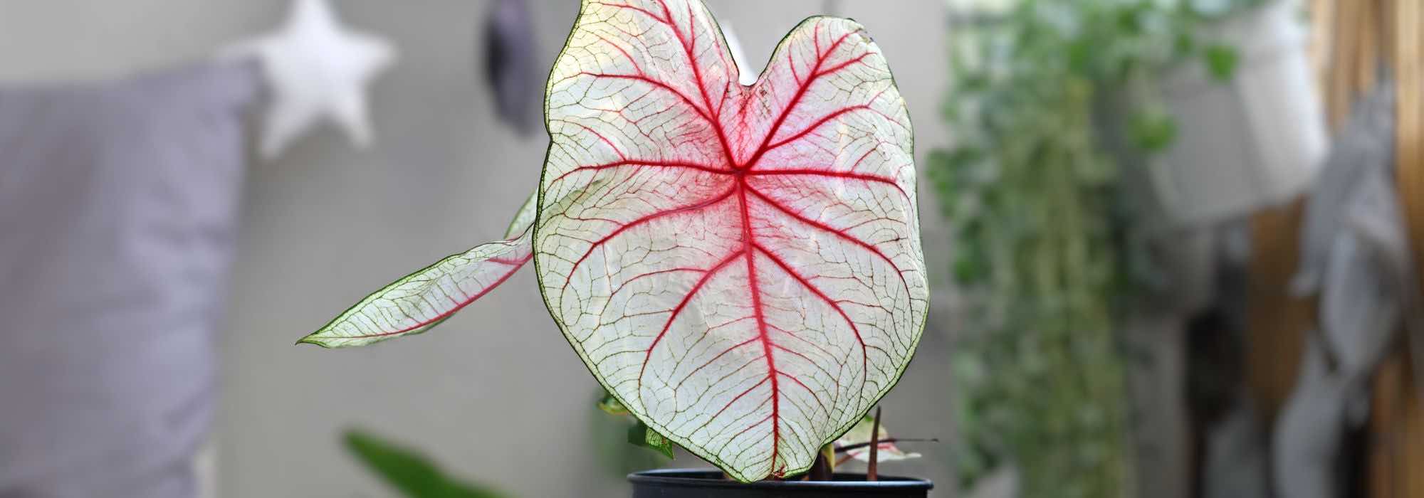 Caladium em interior: os cuidados ao longo das estações