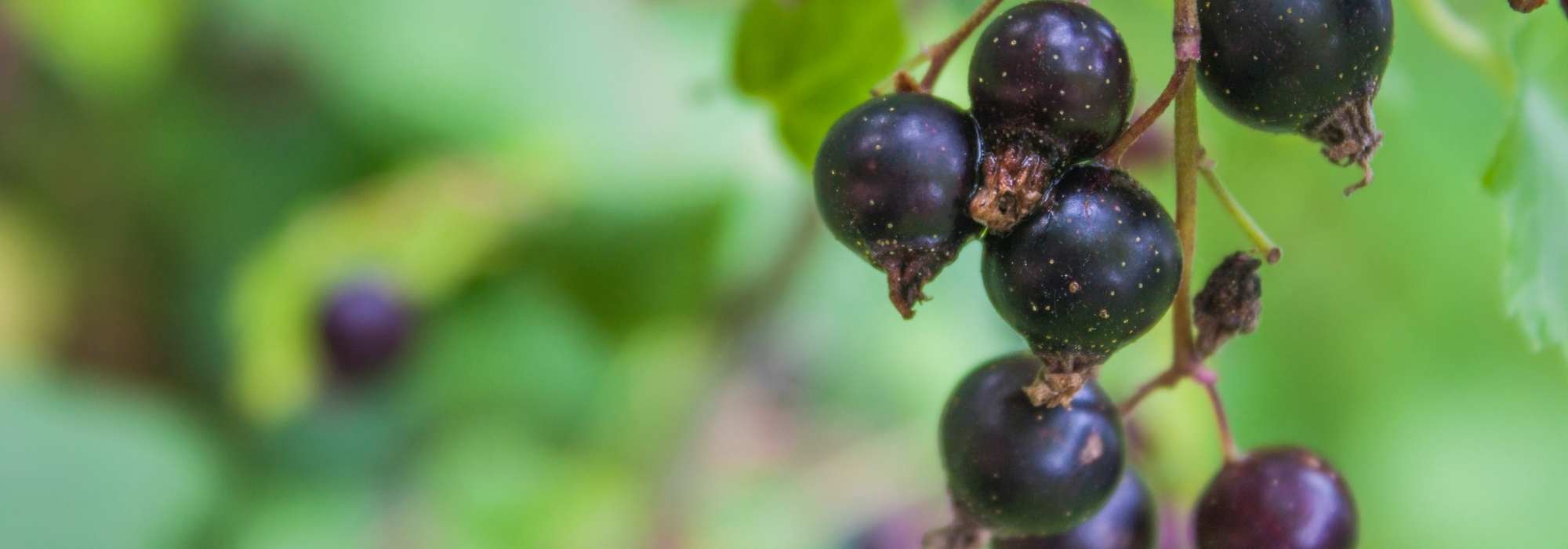 A groselha-preta: um arbusto fruteiro para cultivar pelas suas propriedades medicinais