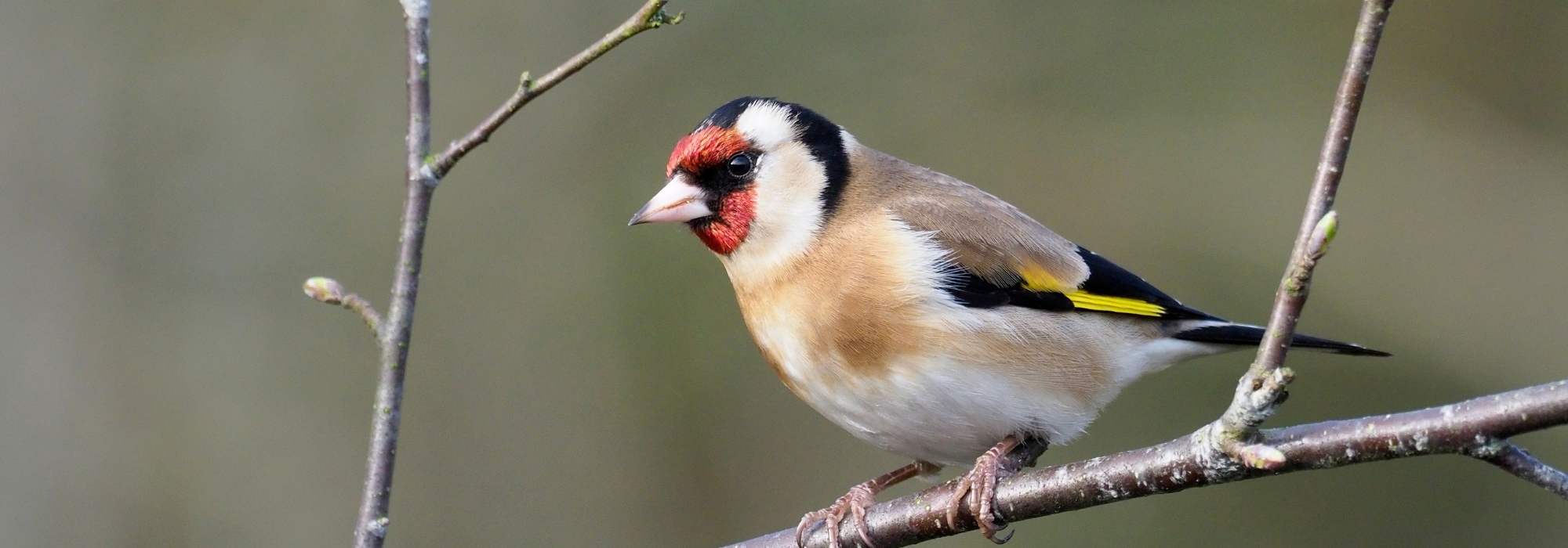 Aves de jardim: como reconhecer e atrair o pintassilgo?