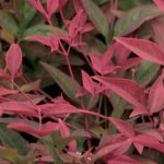 Que Nandina ou bambu-sagrado escolher para o seu jardim ou terraço?