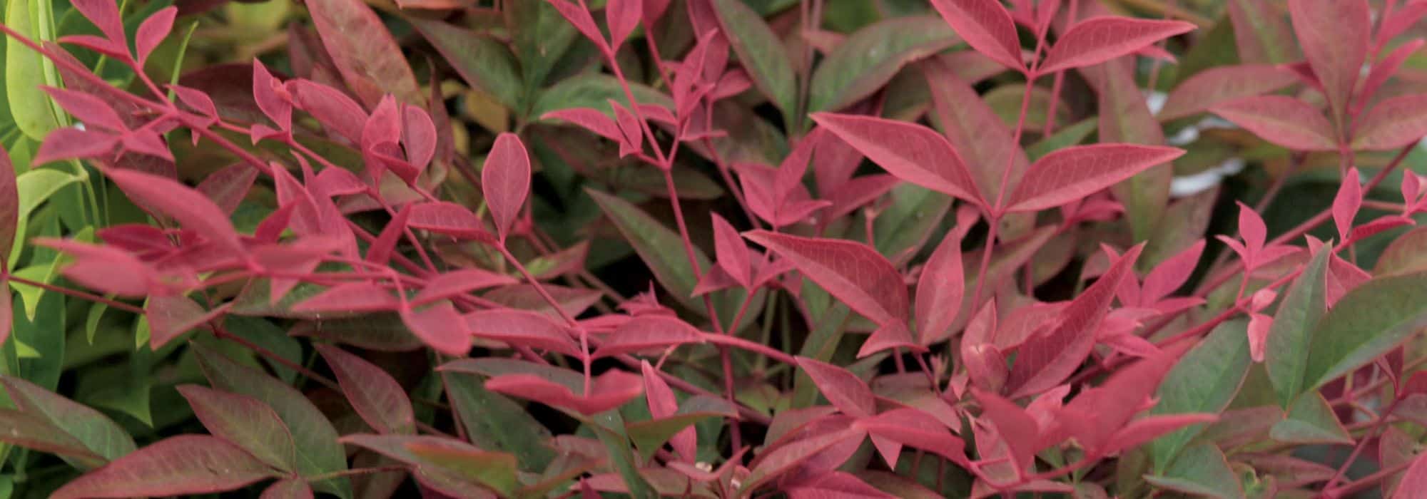 Que Nandina ou bambu-sagrado escolher para o seu jardim ou terraço?