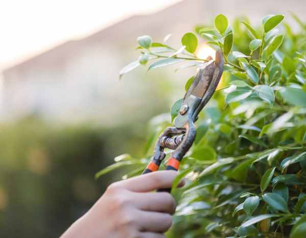 Jardinagem para iniciantes: como podar os seus arbustos sem cometer erros?