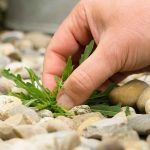 Eliminar as ervas daninhas de um terraço, pátio ou caminho: os nossos conselhos