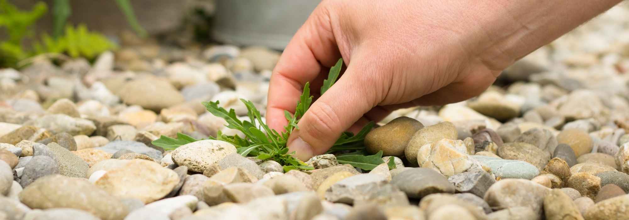 Eliminar as ervas daninhas de um terraço, pátio ou caminho: os nossos conselhos