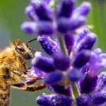Plantas melíferas e plantas nectaríferas: quais são as diferenças?