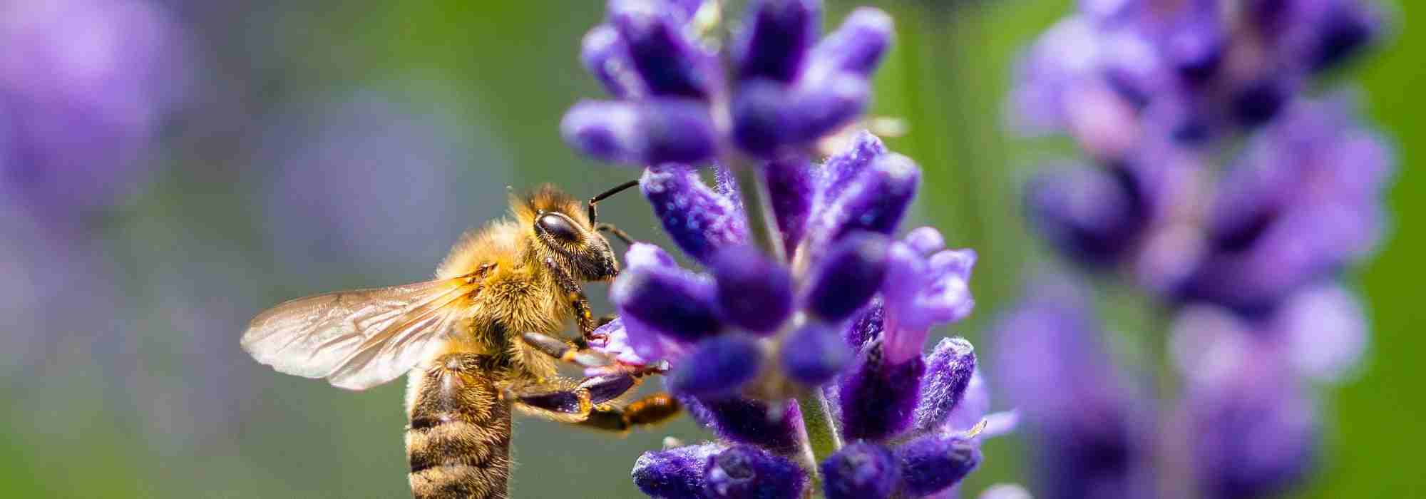 Plantas melíferas e plantas nectaríferas: quais são as diferenças?