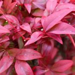 Cultivar Nandina em vaso: todos os nossos conselhos