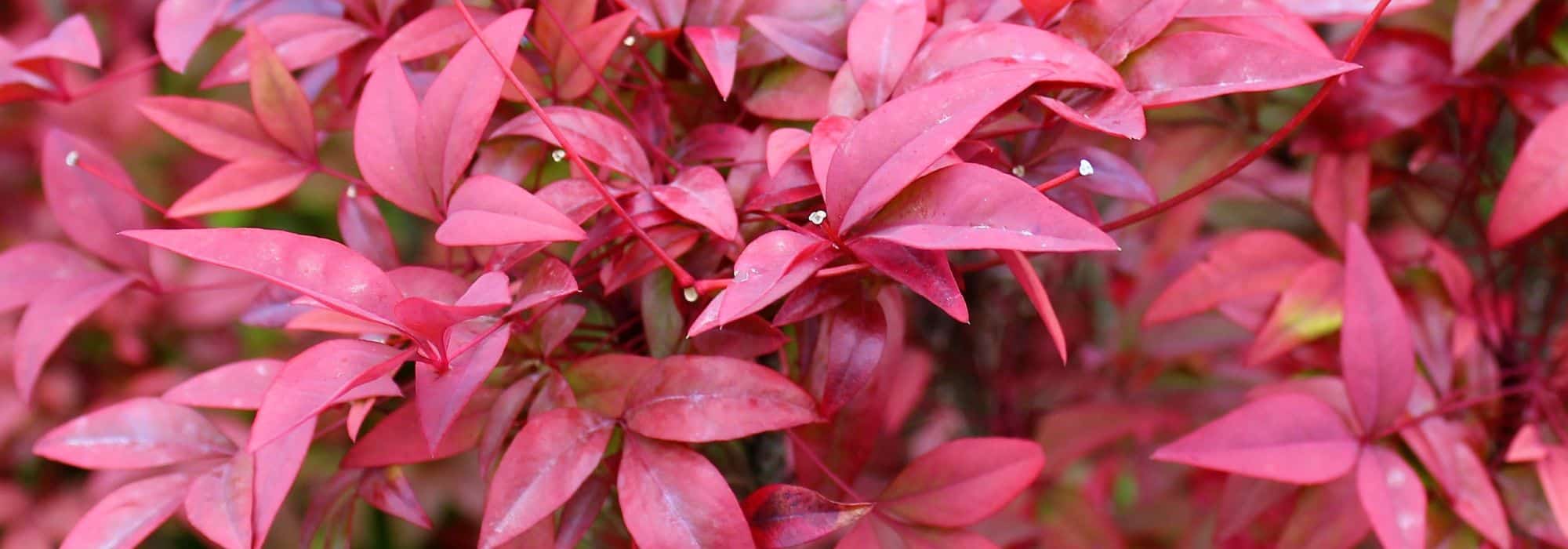Cultivar Nandina em vaso: todos os nossos conselhos