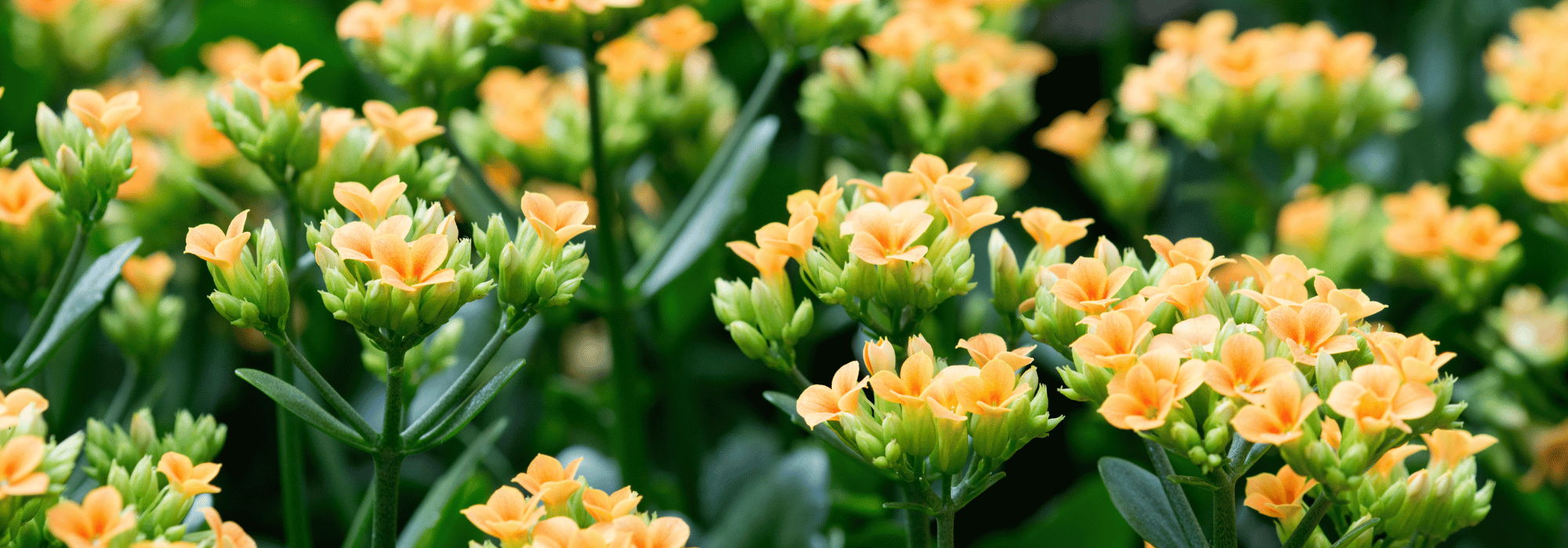 Kalanchoe: cultivo e cuidados