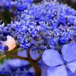 Hortênsia azul: os nossos conselhos para obter flores de um azul intenso