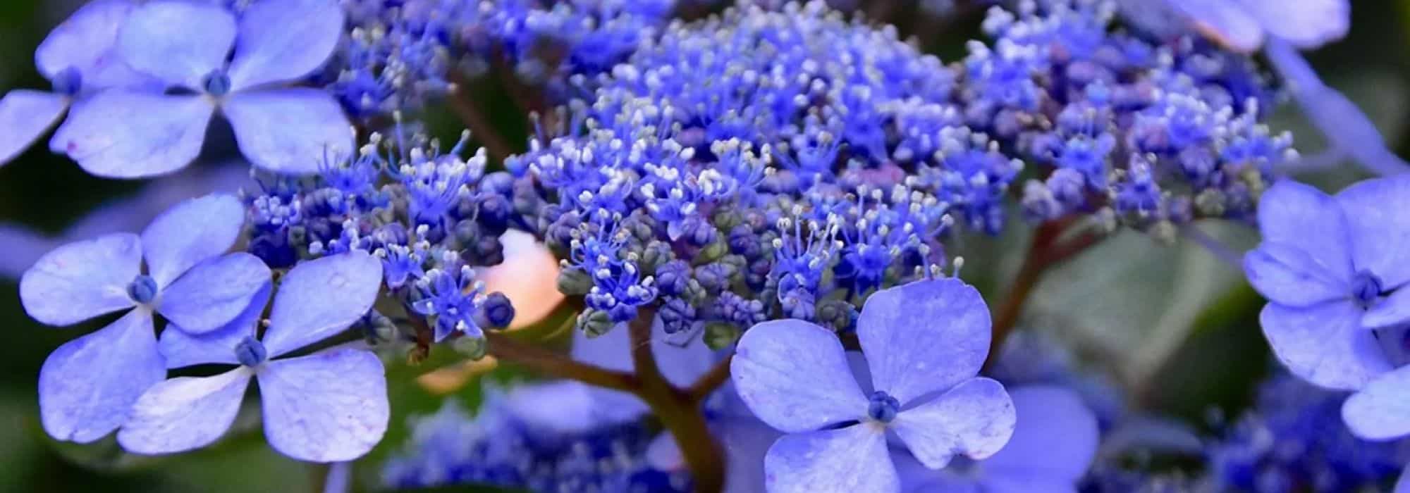 Hortênsia azul: os nossos conselhos para obter flores de um azul intenso