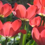 As doenças e pragas das tulipas