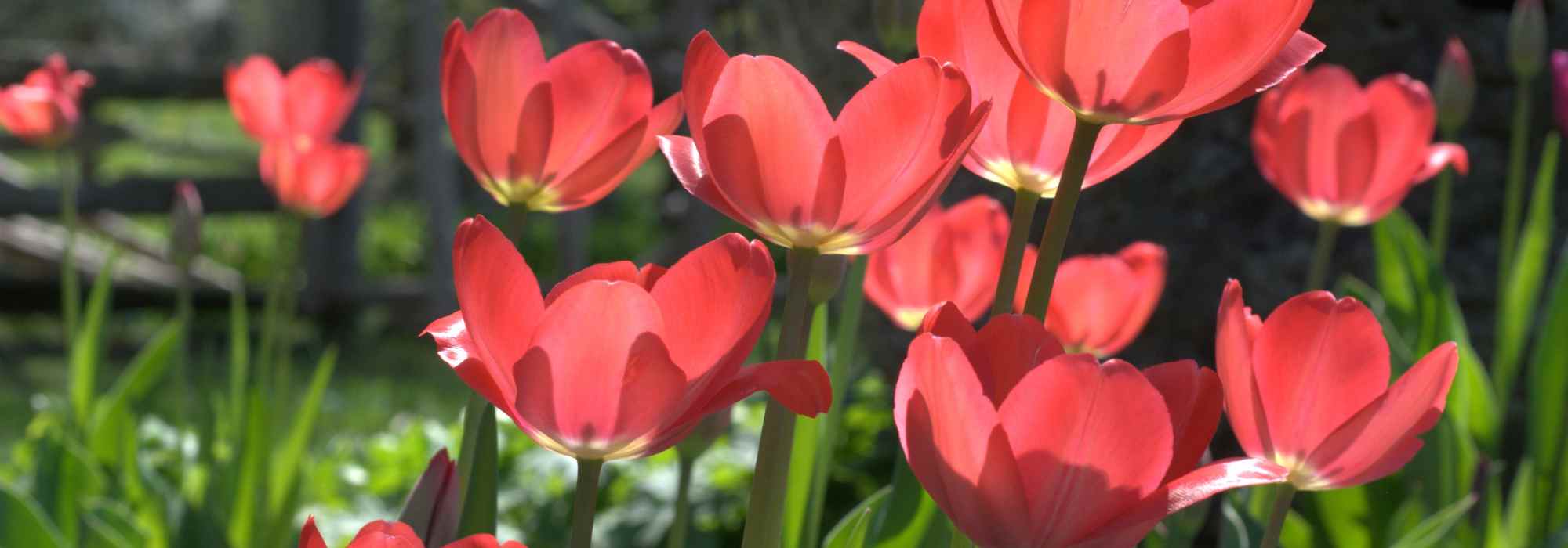 As doenças e pragas das tulipas