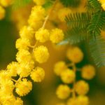 Acácia perfumada: as melhores variedades para um jardim florido e perfumado