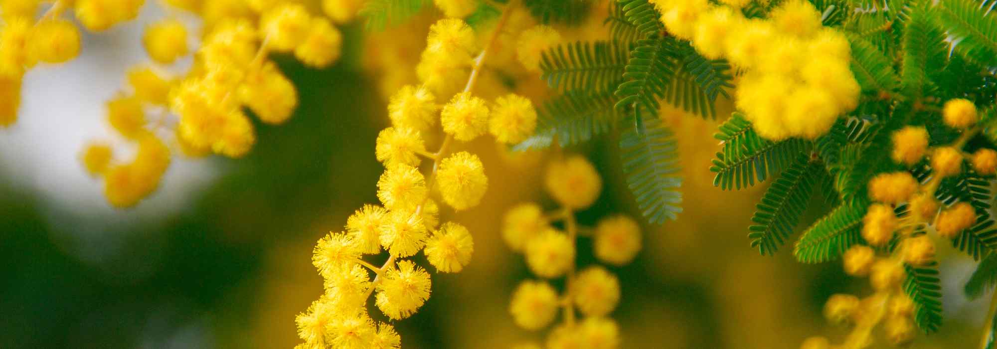 Acácia perfumada: as melhores variedades para um jardim florido e perfumado